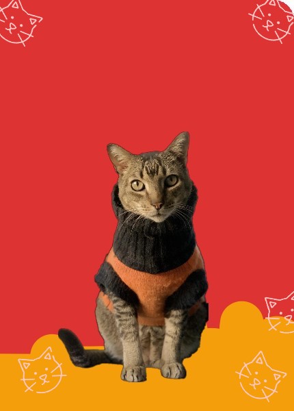 Gato